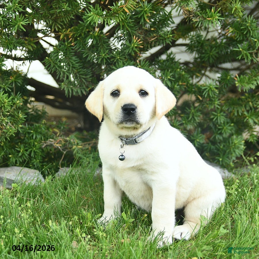 Labrador Retriever dogs Bessie  - Ad 2