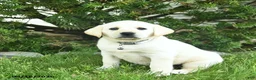 Labrador Retriever dogs for sale: Bessie  - Ad 2
