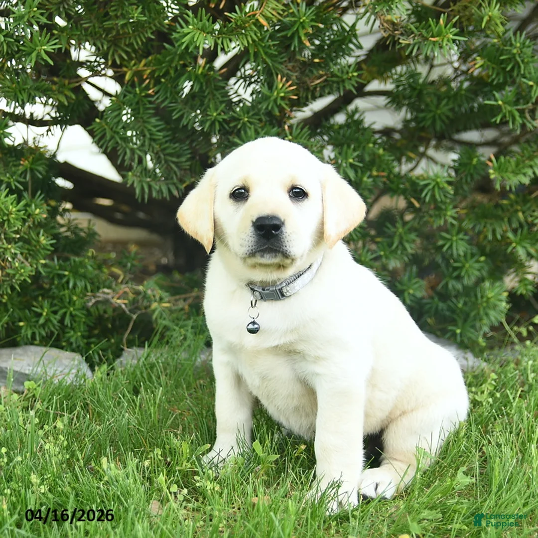 Labrador Retriever dogs for sale: Bessie  - Ad 2