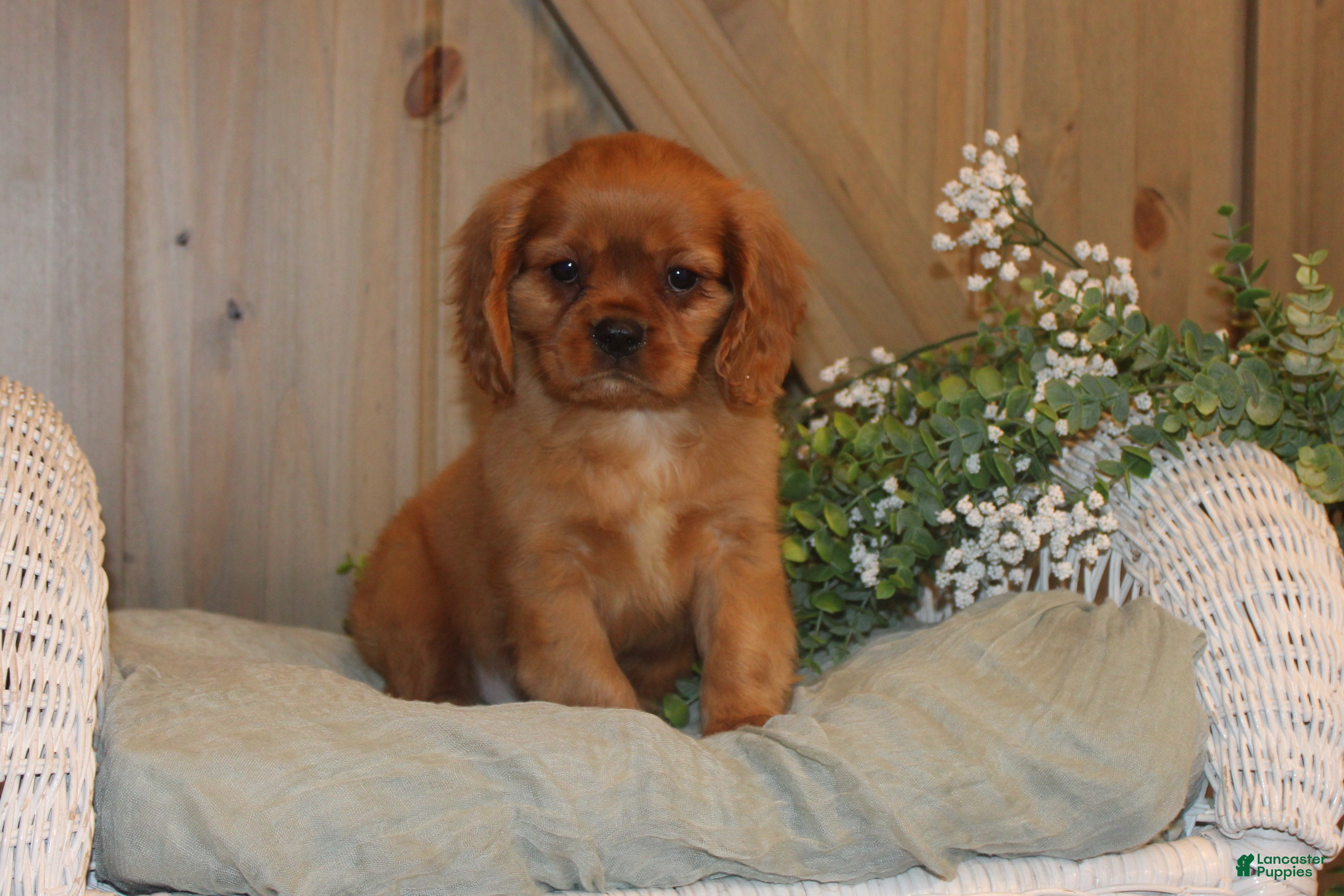 Cavalier King Charles Spaniel dogs Buster - Ad 2
