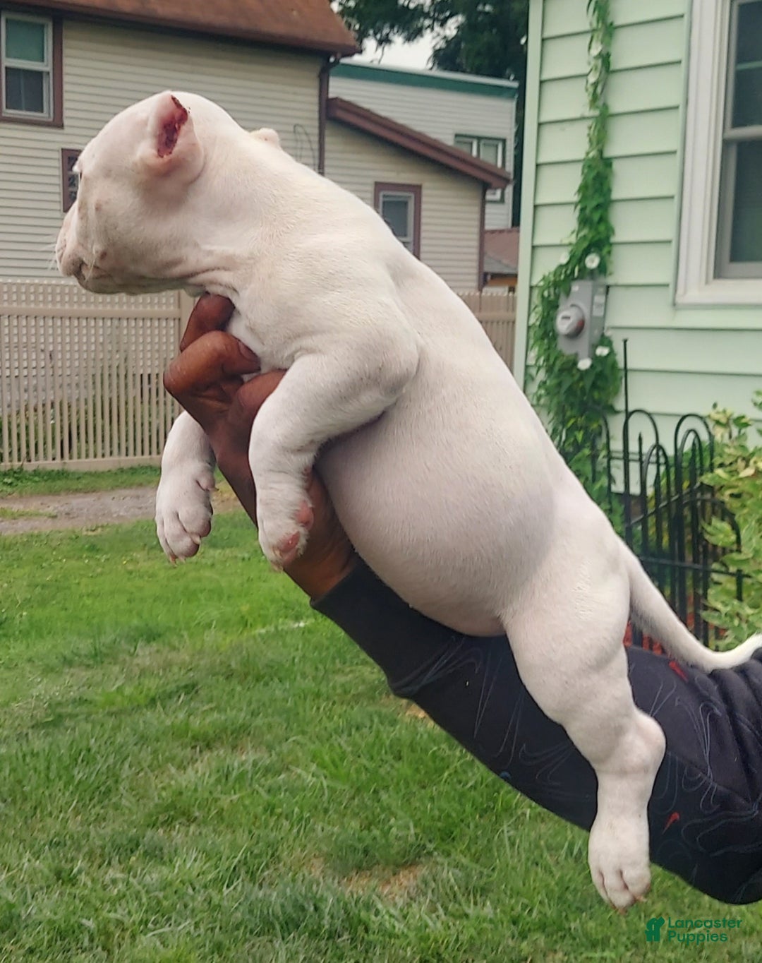 American Bully dogs for sale: American Bully Puppy 1 - Ad 3
