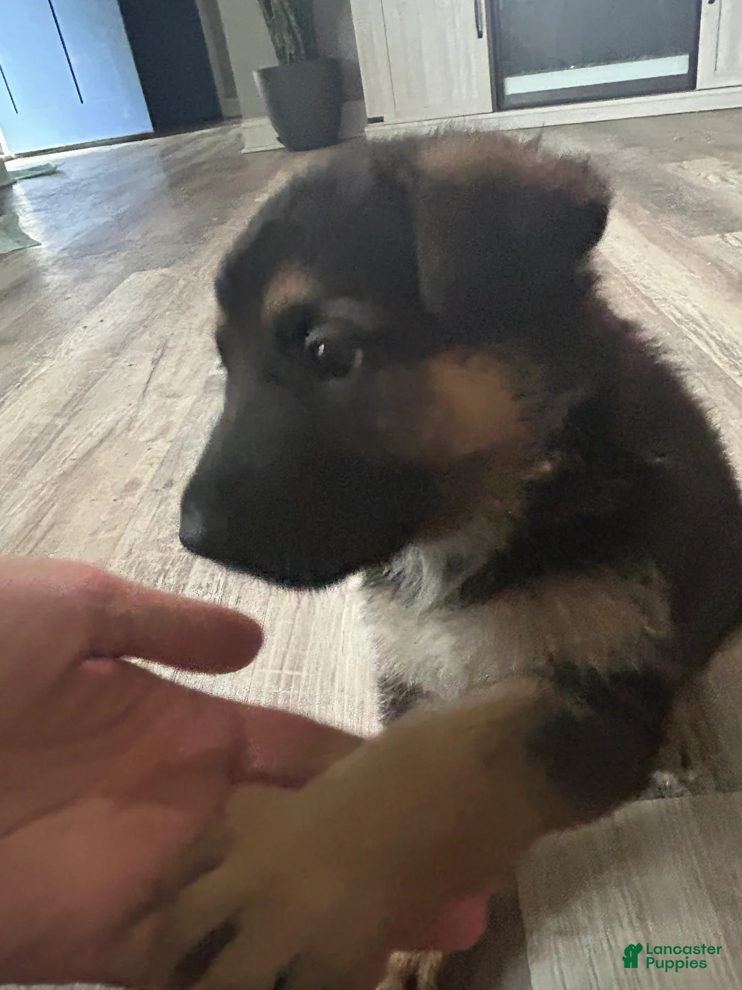 German Shepherd dogs for sale: Purple - Ad 2