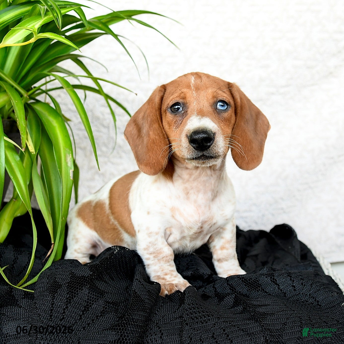 Miniature Dachshund dogs Wiley - Ad 2