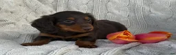 Miniature Dachshund dogs for sale: Tommy - Ad 3