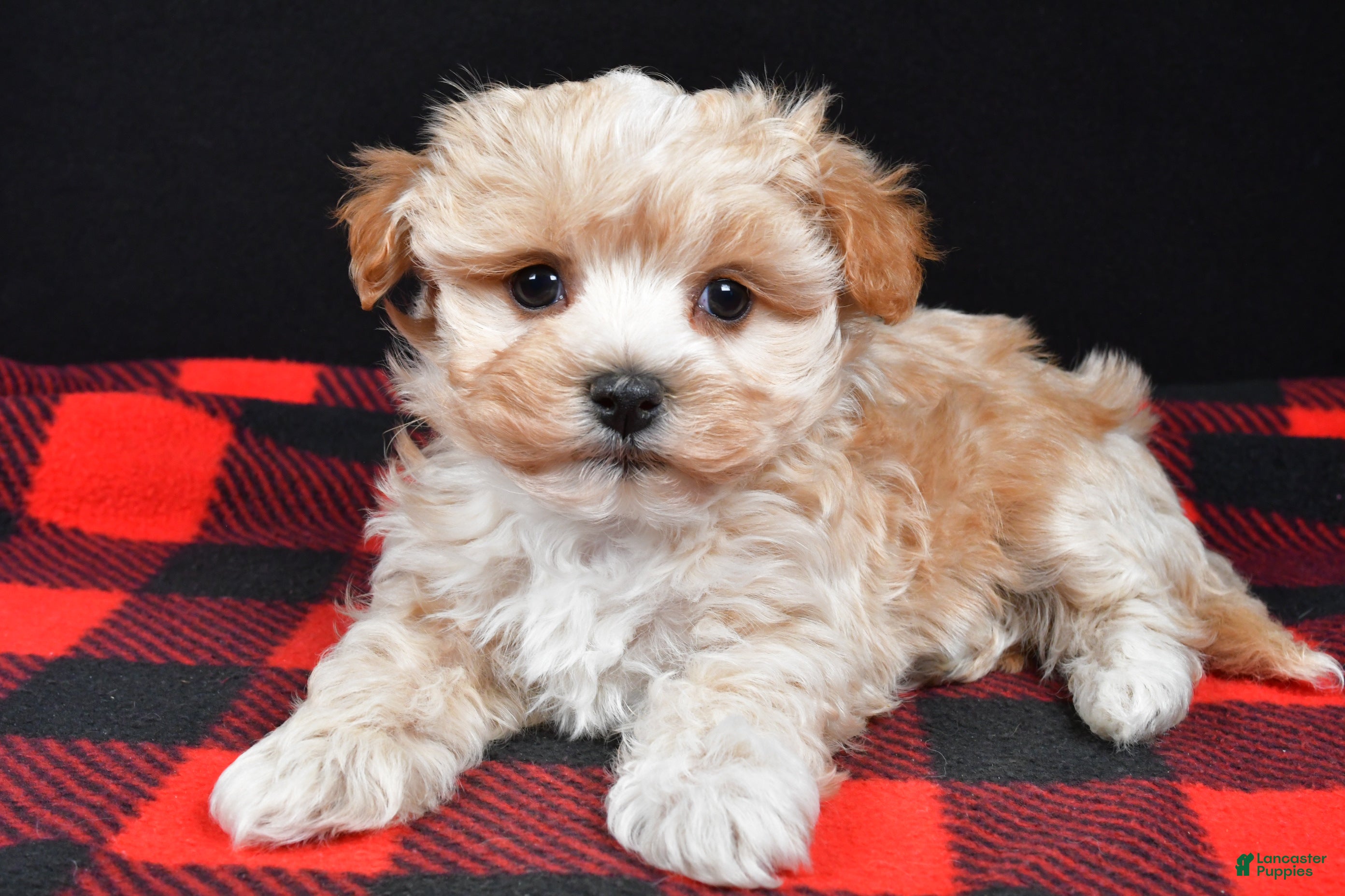 Maltipoo dogs Franklin - Ad 34