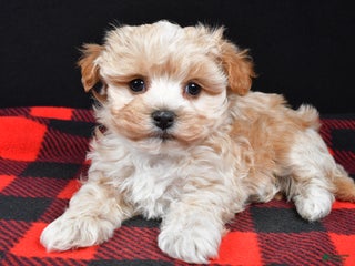 Maltipoo dogs Franklin - Ad 1