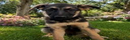 German Shepherd dogs for sale:  brownie  - Ad 7