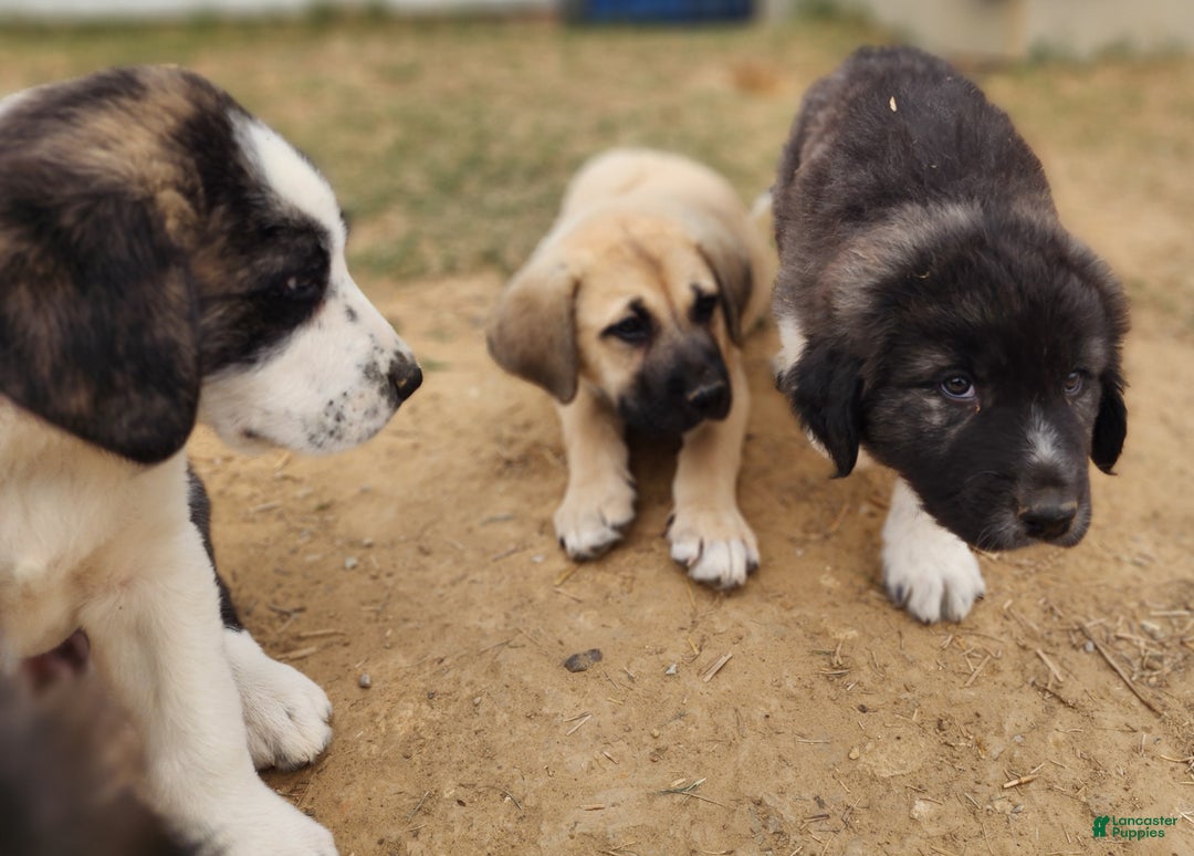 Anatolian Shepherd dogs for sale: AKC Blue M1 ASD puppy - Ad 17