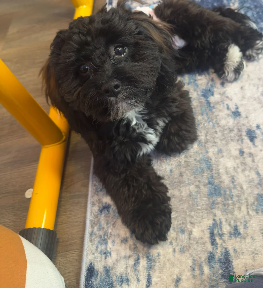Shihpoo dogs for sale: Shihpoo 2 - Ad 4