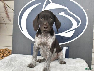 German Shorthaired Pointer dogs - Ad 4