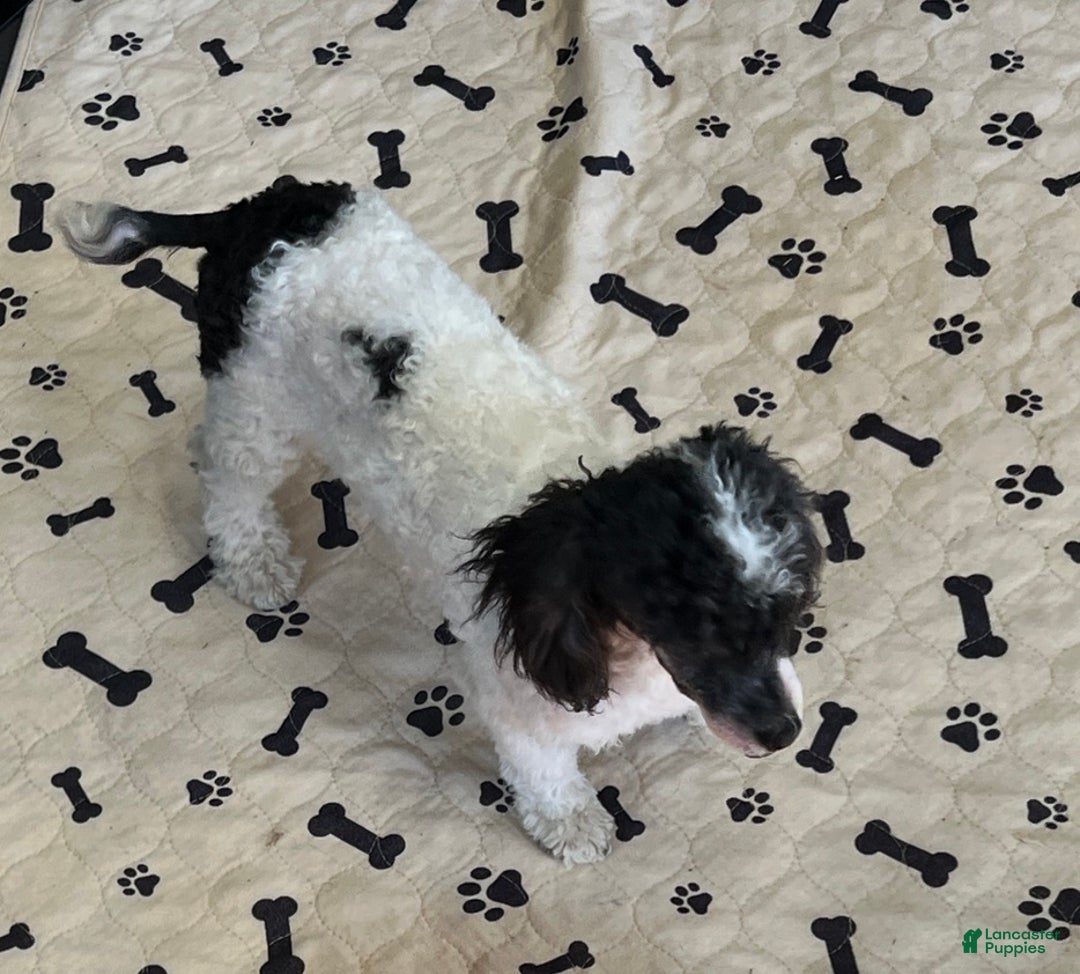 Toy Poodle dogs for sale: Kelly - Ad 2