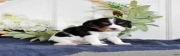 Cavalier King Charles Spaniel dogs for sale: Popcorn - Ad 4