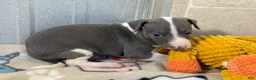 Italian Greyhound dogs for sale: Camo AKC - Ad 3
