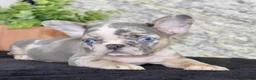 French Bulldog dogs for sale: Maggie - Ad 3