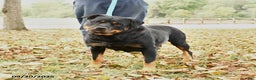 Rottweiler dogs for sale: Bridget - Ad 1