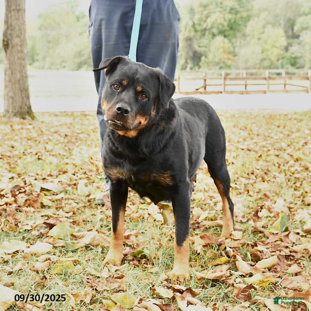 Rottweiler dogs for sale: Bridget - Ad 1
