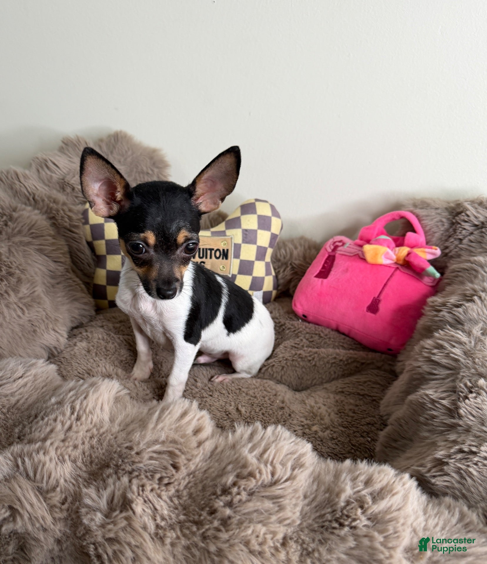 Chihuahua dogs for sale: “Saint” Male Chihuahua  - Ad 2