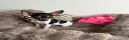 Chihuahua dogs for sale: “Saint” Male Chihuahua  - Ad 1
