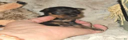 Miniature Pinscher dogs for sale: Andy - Ad 3