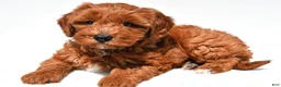Mini Goldendoodle dogs for sale: Avery - Ad 3