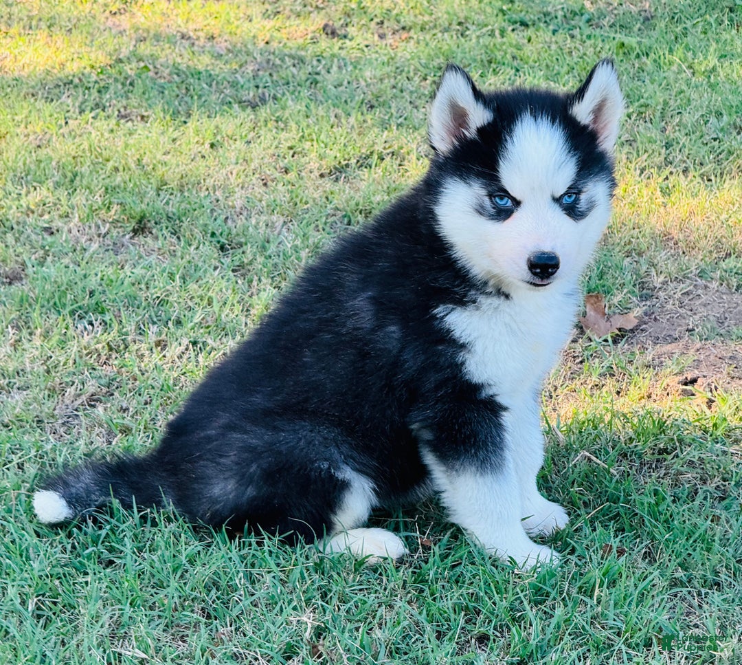 Siberian Husky dogs for sale: Siberian Husky Puppy 3 - Ad 13