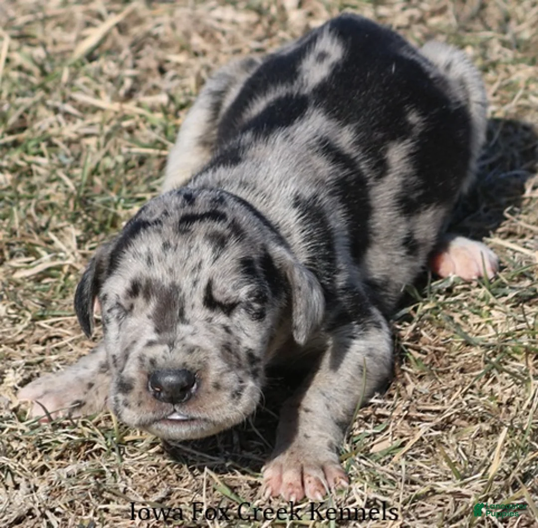 Great Dane dogs for sale: Scooby - Ad 2