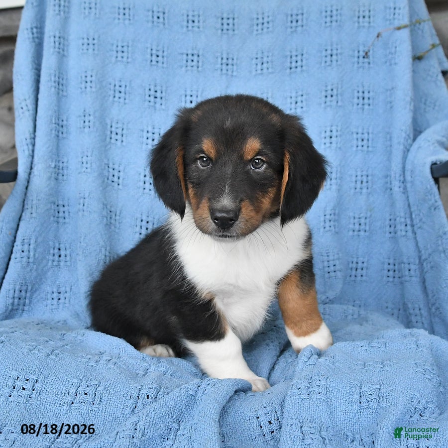 Mixed Breed dogs Piper - Ad 2