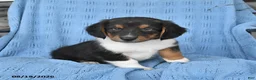 Mixed Breed dogs for sale: Piper - Ad 2