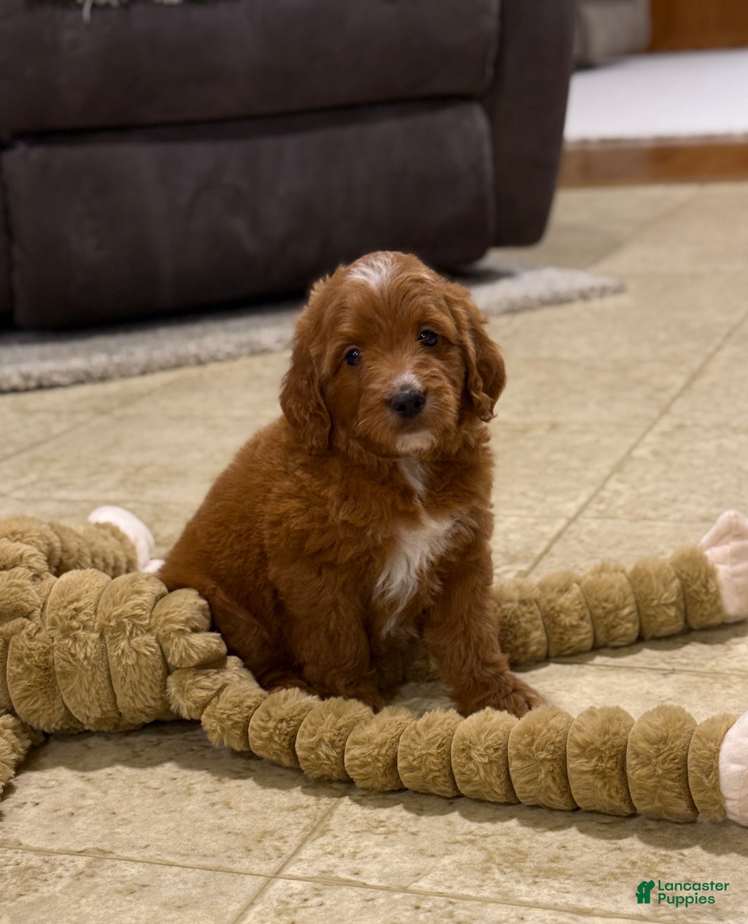 Goldendoodle dogs for sale: Penny - Ad 1