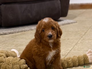 Goldendoodle dogs Penny - Ad 38