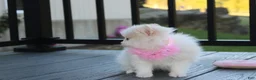 Pomeranian dogs for sale: Marshmallow  - Ad 3