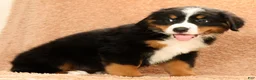 Bernese Mountain Dog dogs for sale: Flower - Ad 5