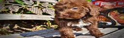 Havapoo dogs for sale: Prince - Ad 15