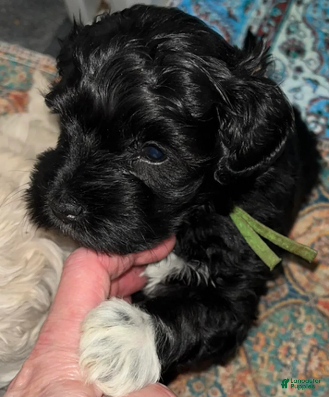 Miniature Schnauzer dogs for sale: Billy (green collar) - Ad 8
