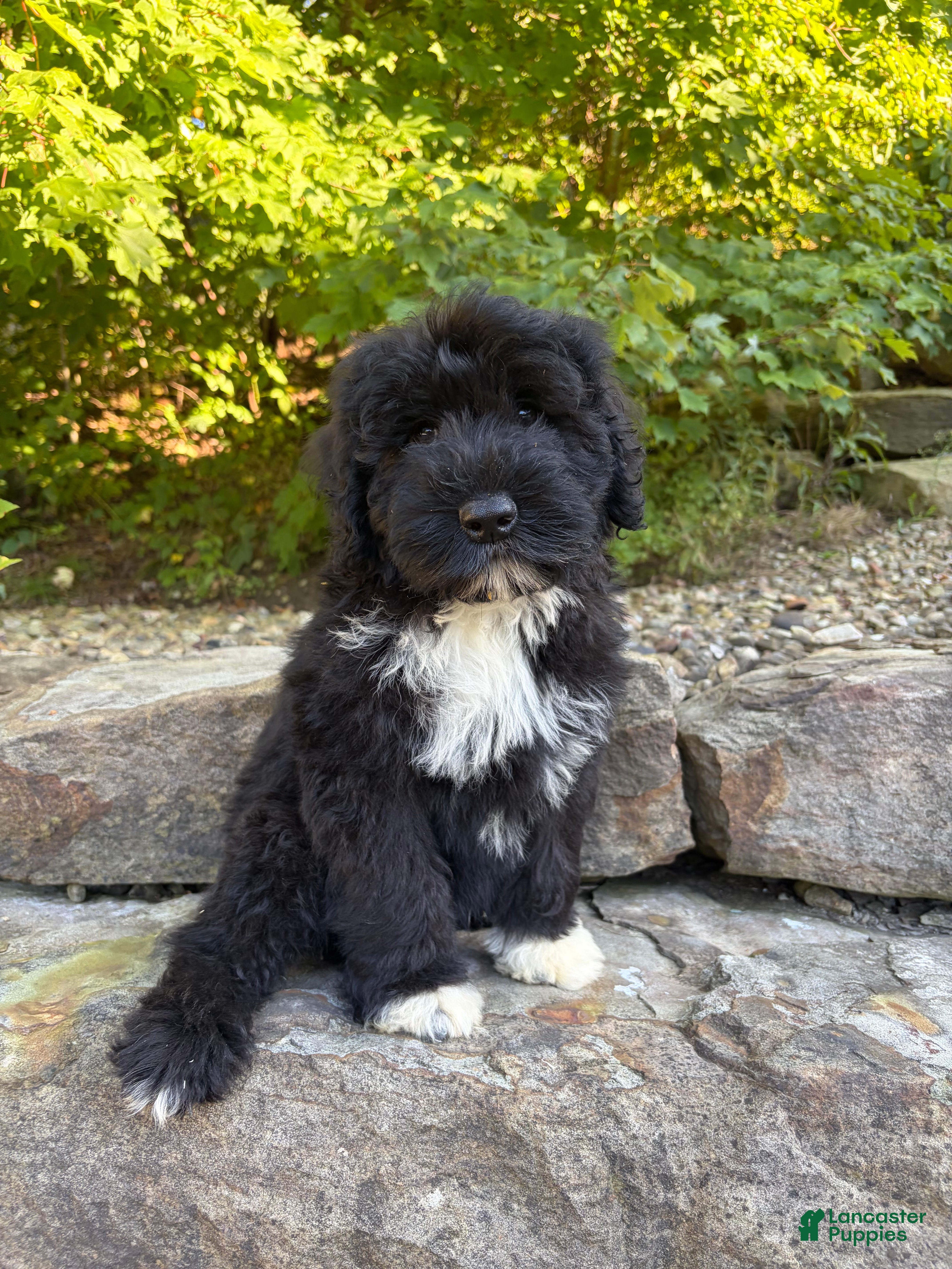 Portuguese Water Dog dogs for sale: Findlay - Ad 4