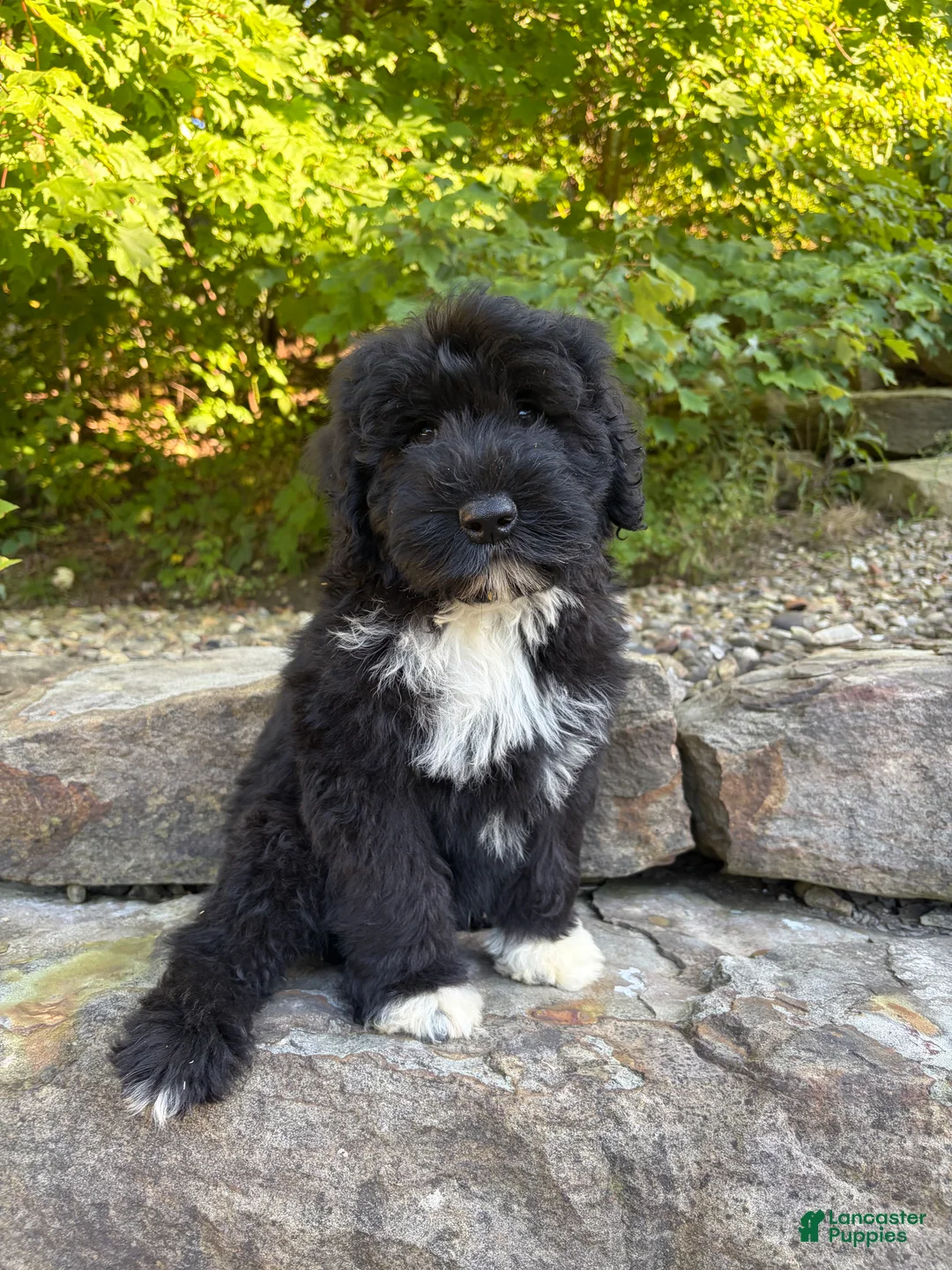 Portuguese Water Dog dogs for sale: Findlay - Ad 1