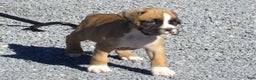 Boxer dogs for sale: Sarge - Ad 3