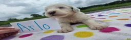 Sheepadoodle dogs for sale: Sheepadoodle 8 - Ad 1