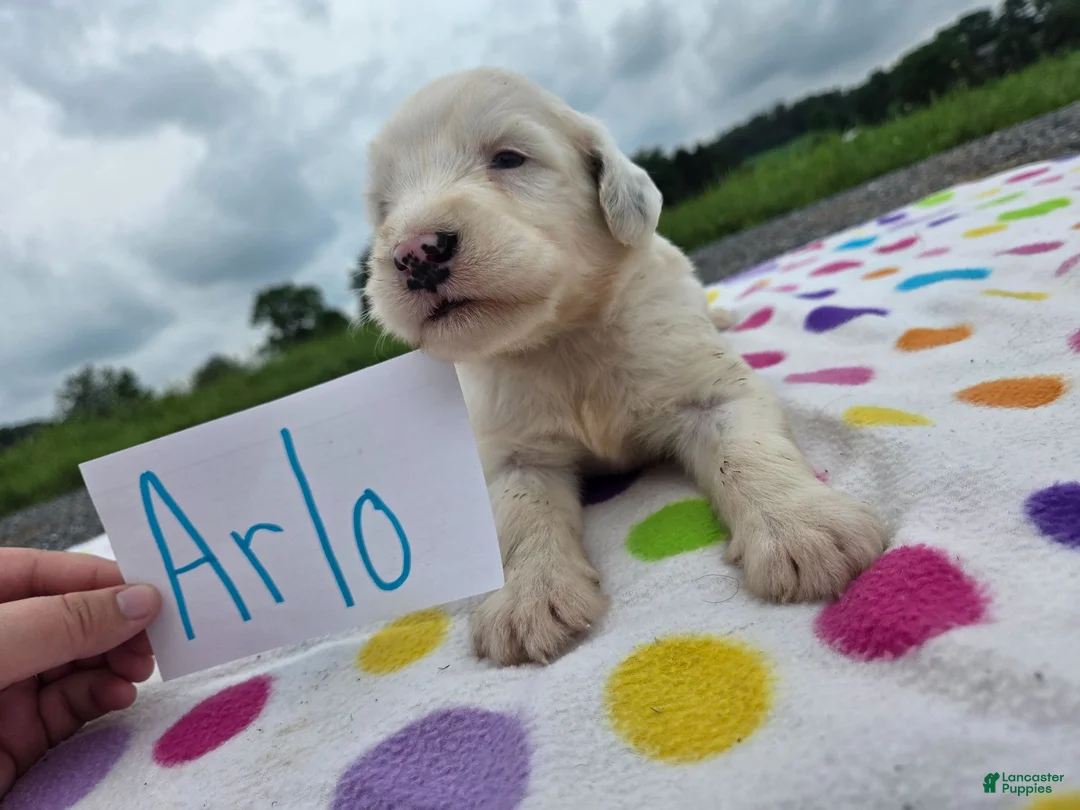 Sheepadoodle dogs for sale: Sheepadoodle 8 - Ad 1