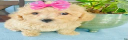 Maltipoo dogs for sale: Tiny Torie - Ad 6