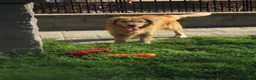 Golden Retriever dogs for sale: Golden Retriever Puppy 1 - Ad 21