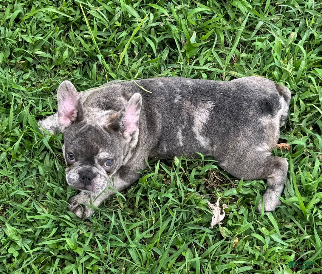 French Bulldog dogs for sale: French Bulldog Puppy 1 - Ad 4