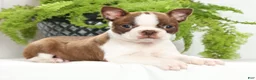Boston Terrier dogs for sale: Missy - Ad 5
