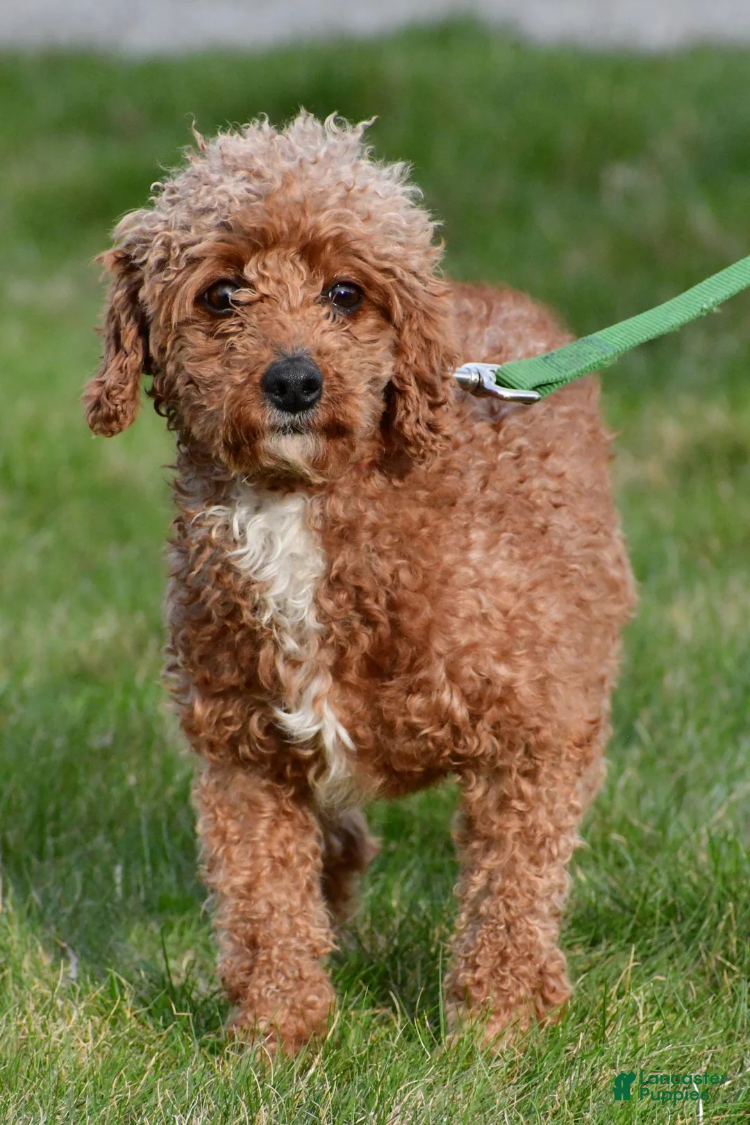 Miniature Poodle dogs for sale: Lucy - Ad 7
