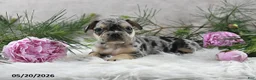 French Bulldog dogs for sale: Jordan - Ad 7