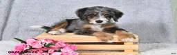 Mini Bernedoodle dogs for sale: Winston - Ad 4