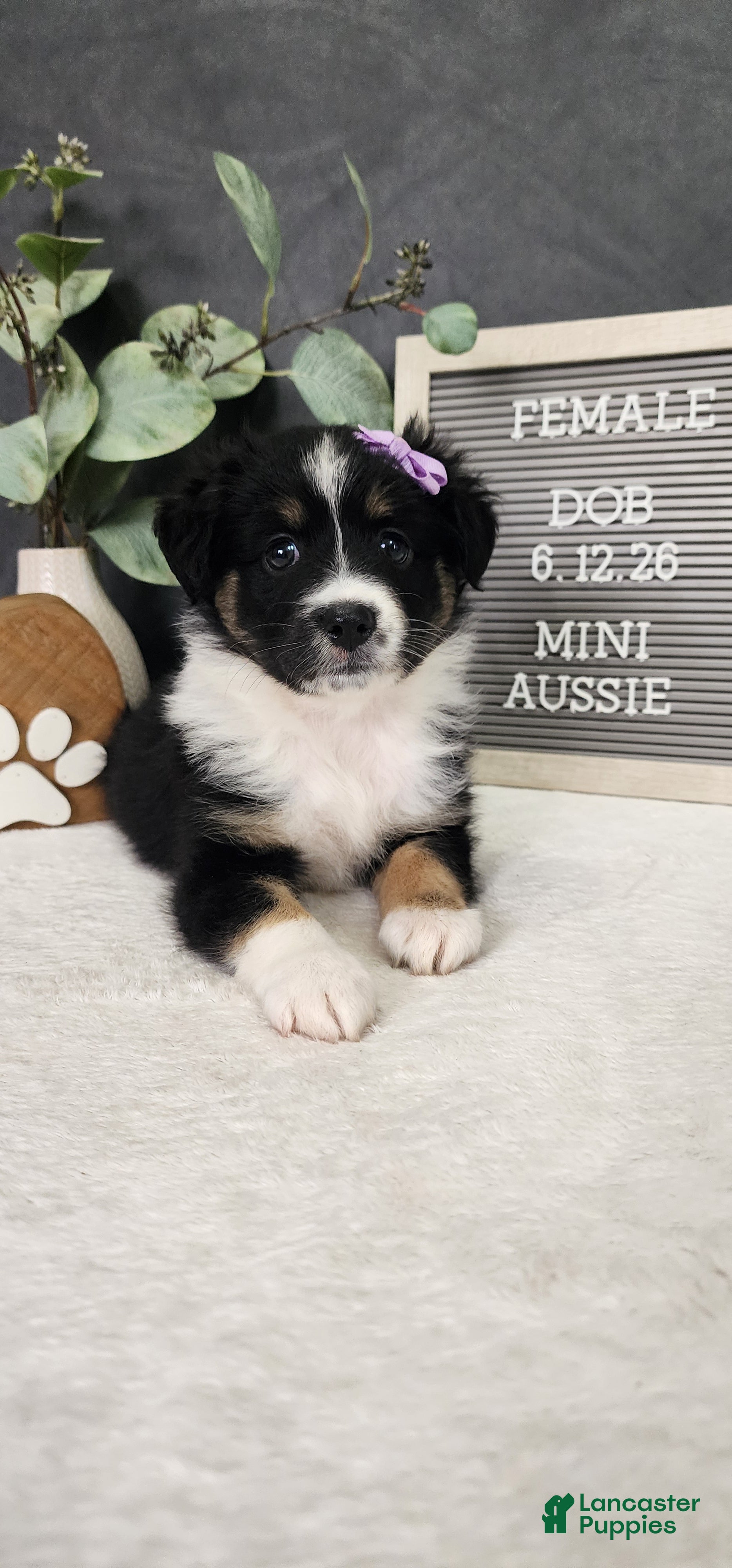 Miniature Australian Shepherd dogs Daisy  - Ad 1