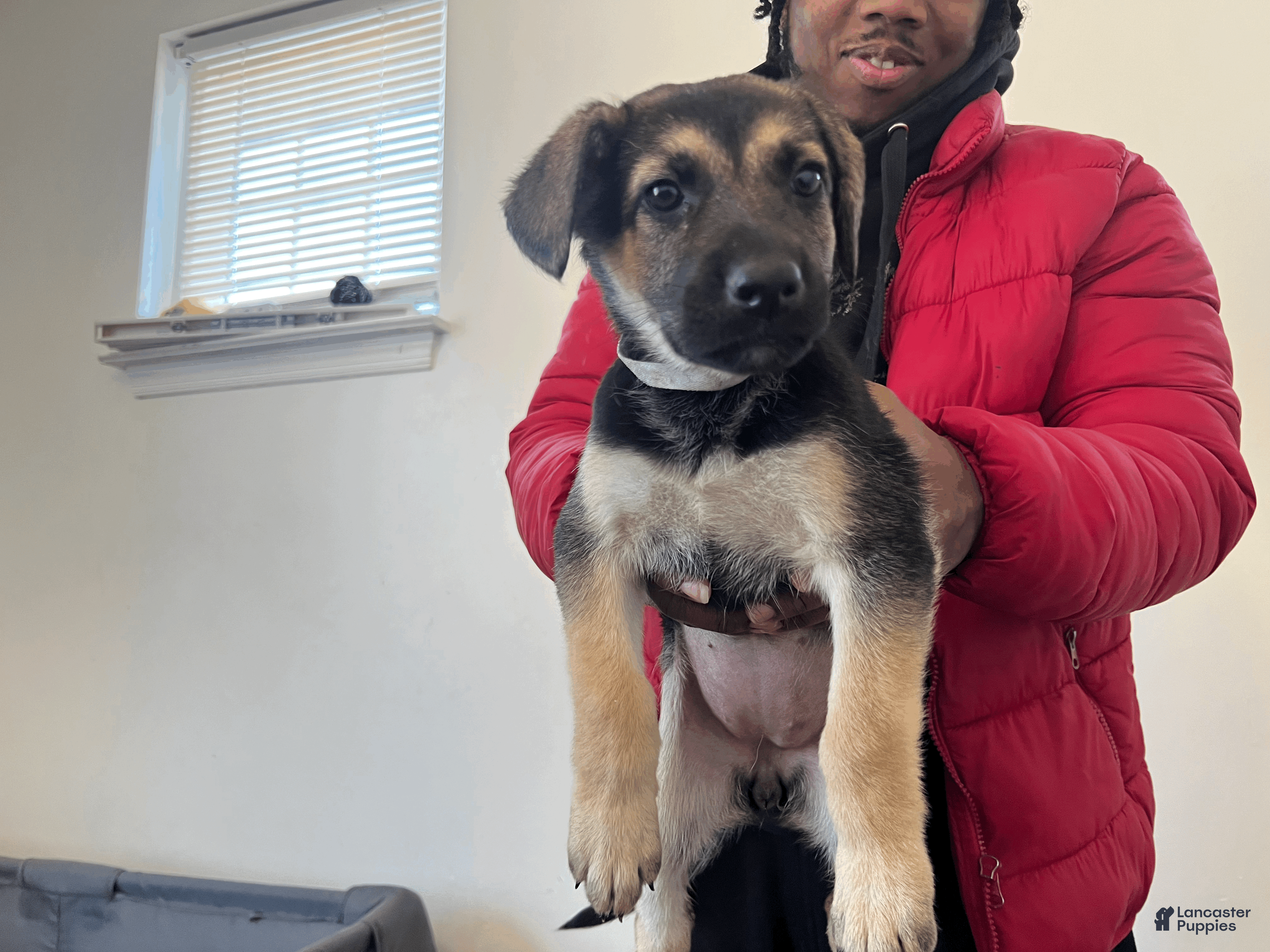 German Shepherd dogs  Tiny - Ad 25