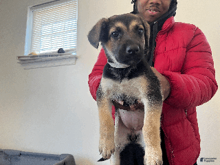 German Shepherd dogs Tiny - Ad 18