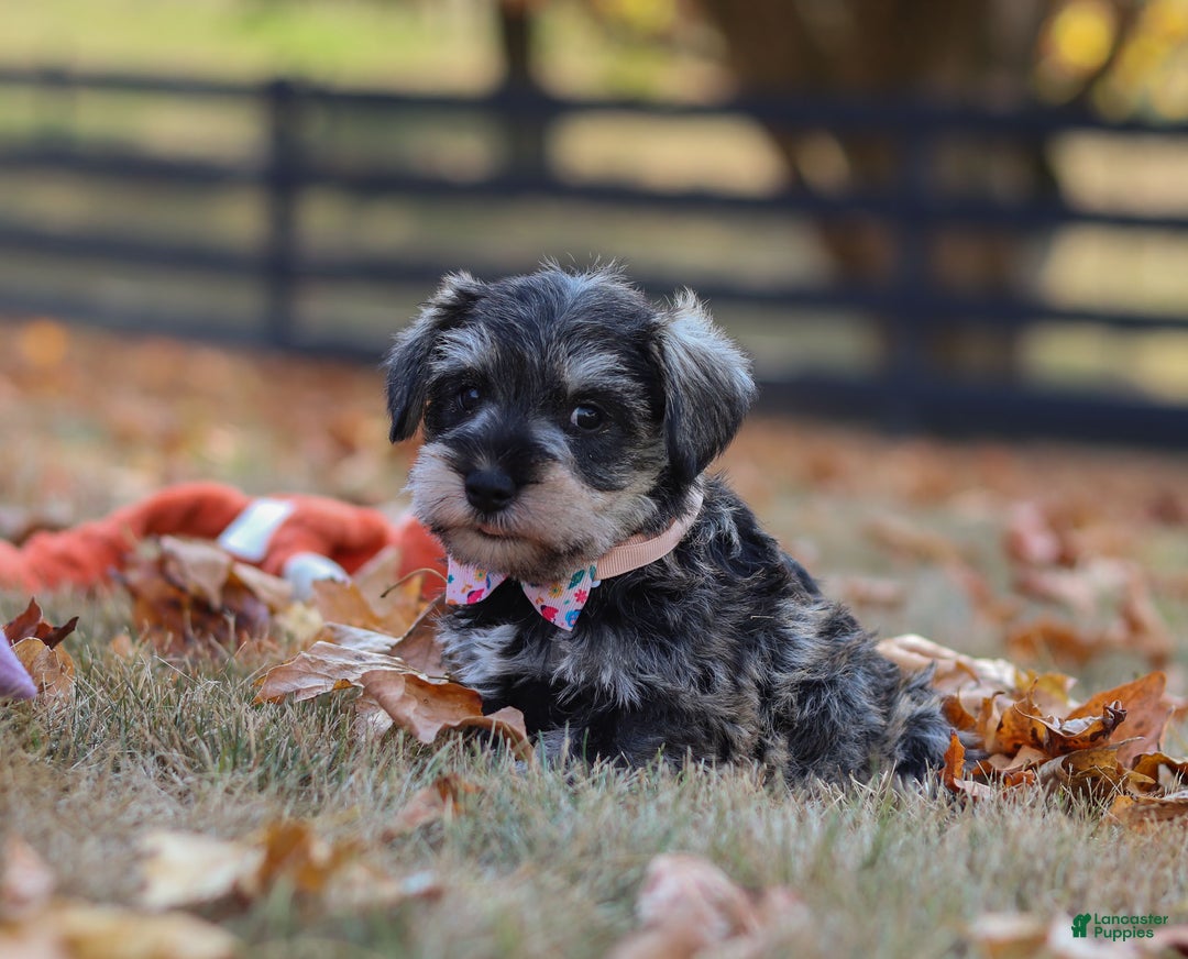 Miniature Schnauzer dogs for sale: Brianna - Ad 22